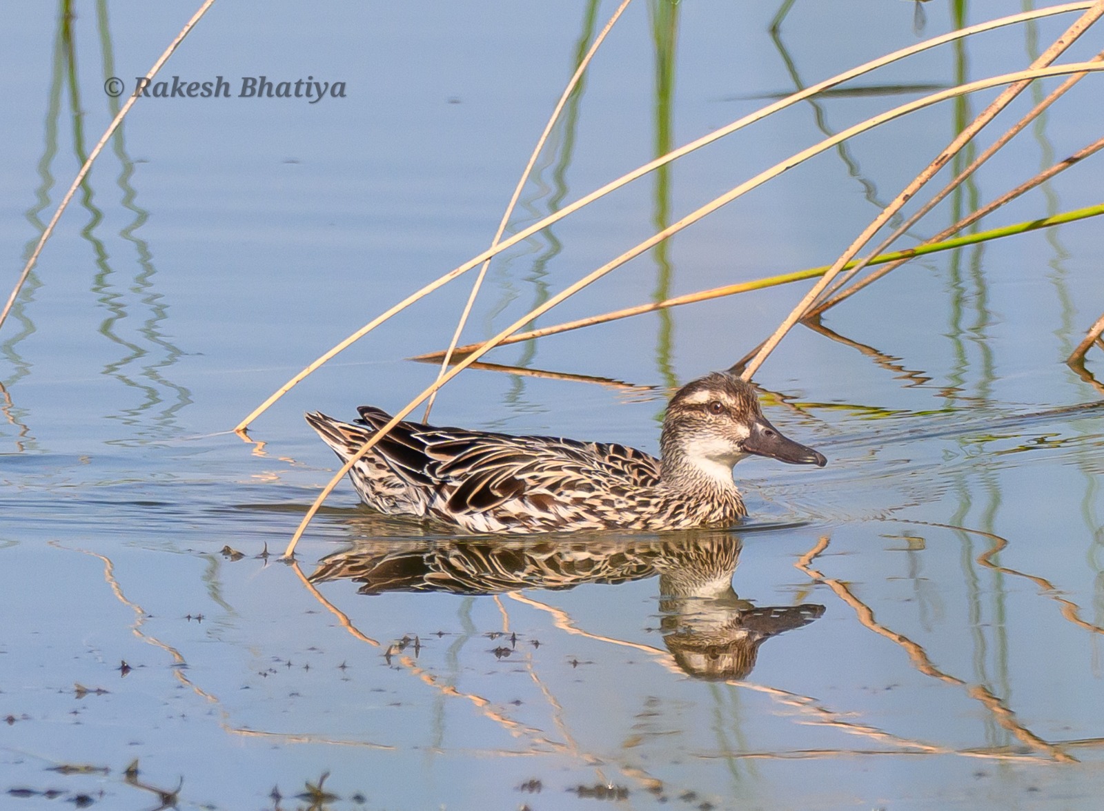 Garganey